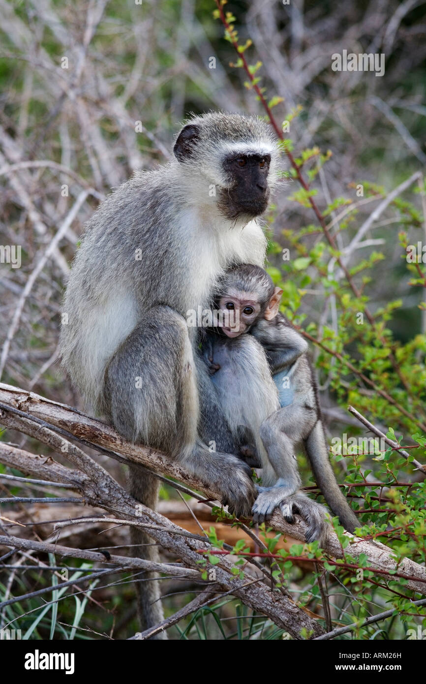 Vervet Affen (grüne Aethiops), mit Baby, Krüger Nationalpark, Südafrika, Afrika Stockfoto