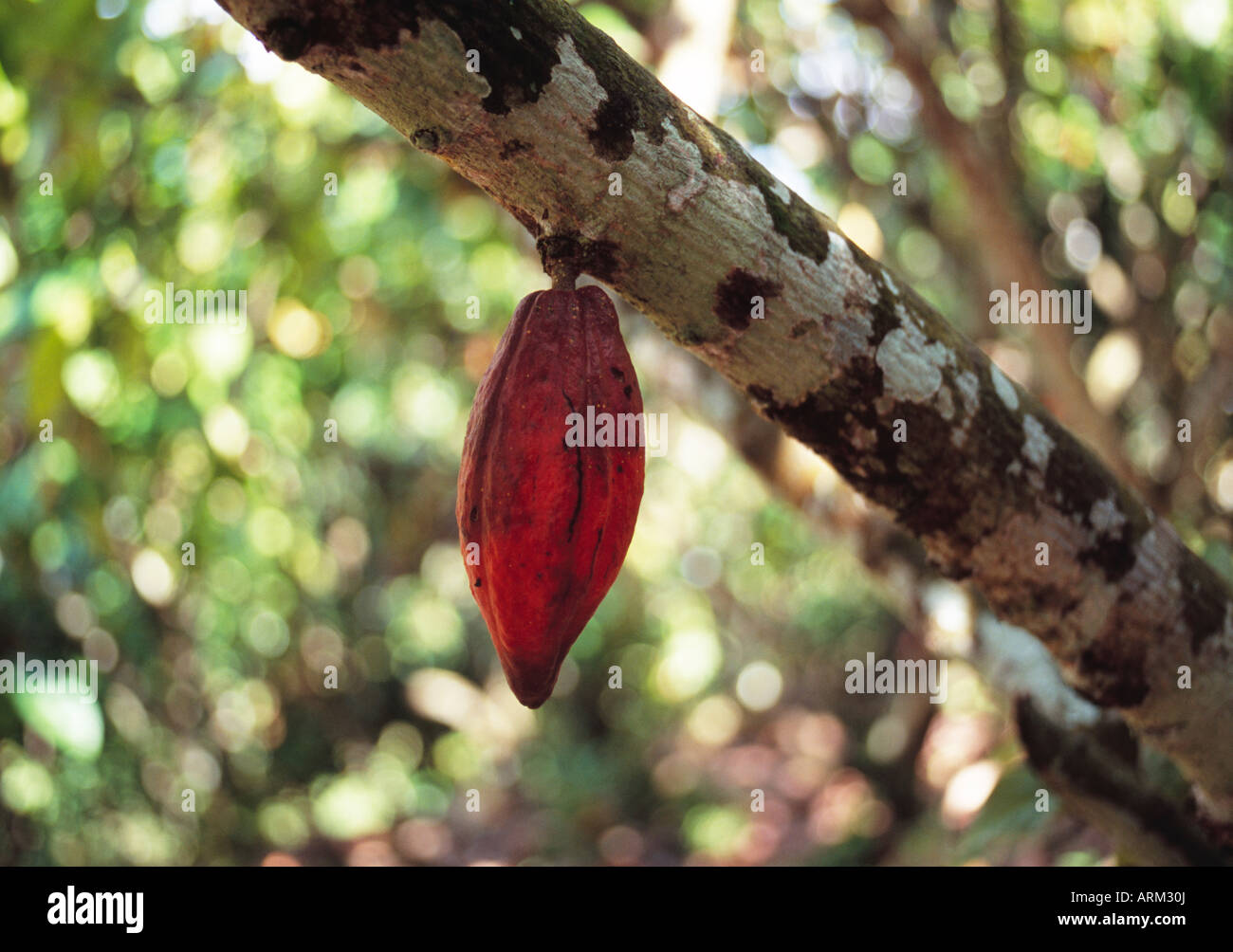 Kakaobaum, Ost-Malaysia Stockfoto