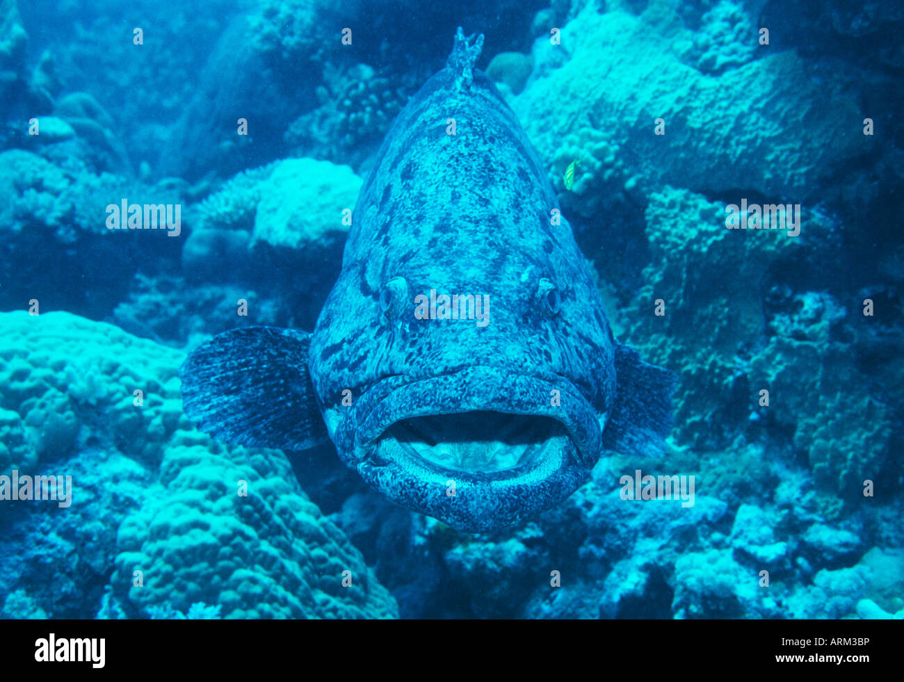Riesen-Zackenbarsch (Epinephelus Tukula), Great Barrier Reef Stockfoto