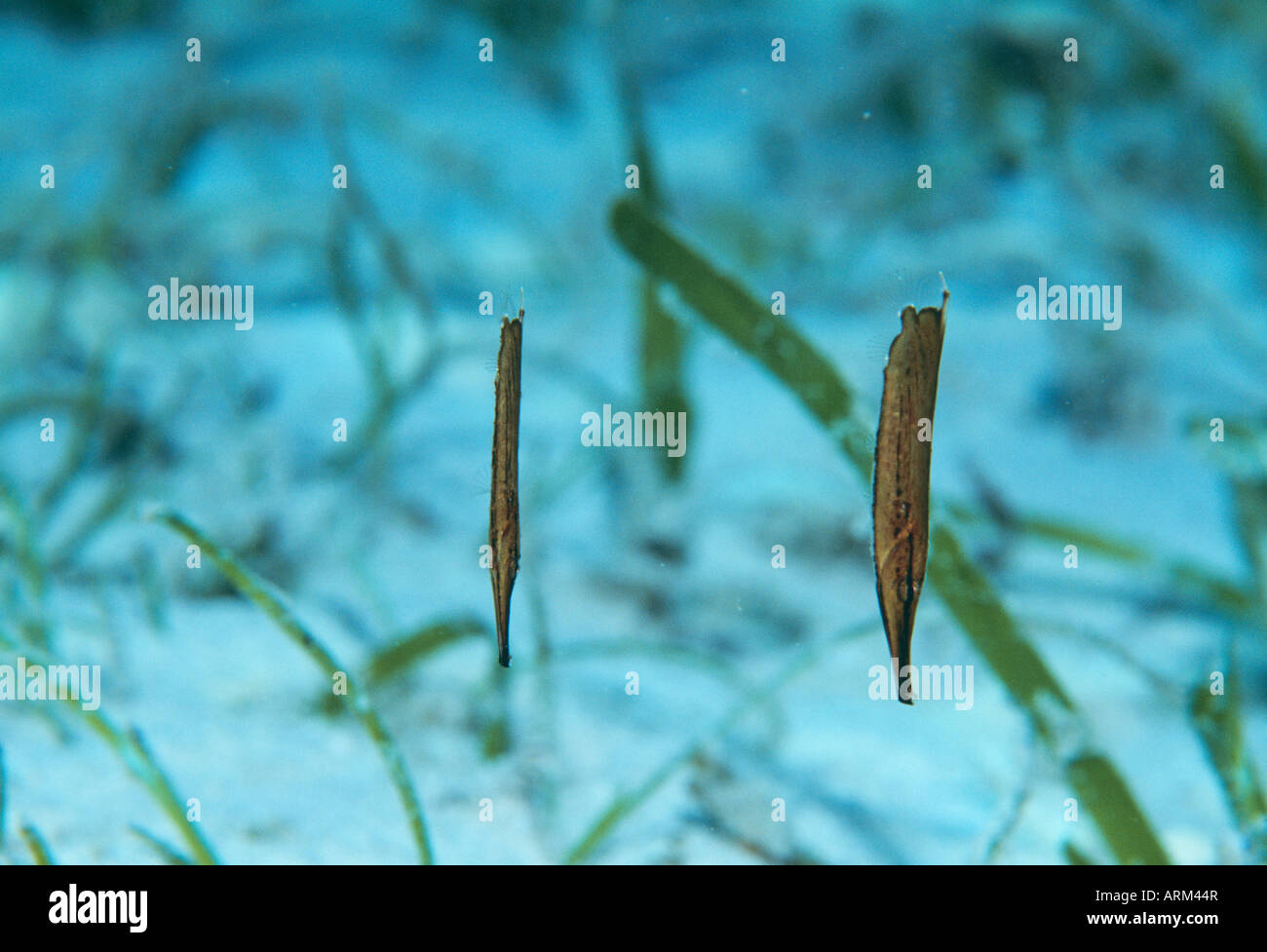 Shrimpfish (Aeoliscus Stigatus), Okinawa, Japan Stockfoto