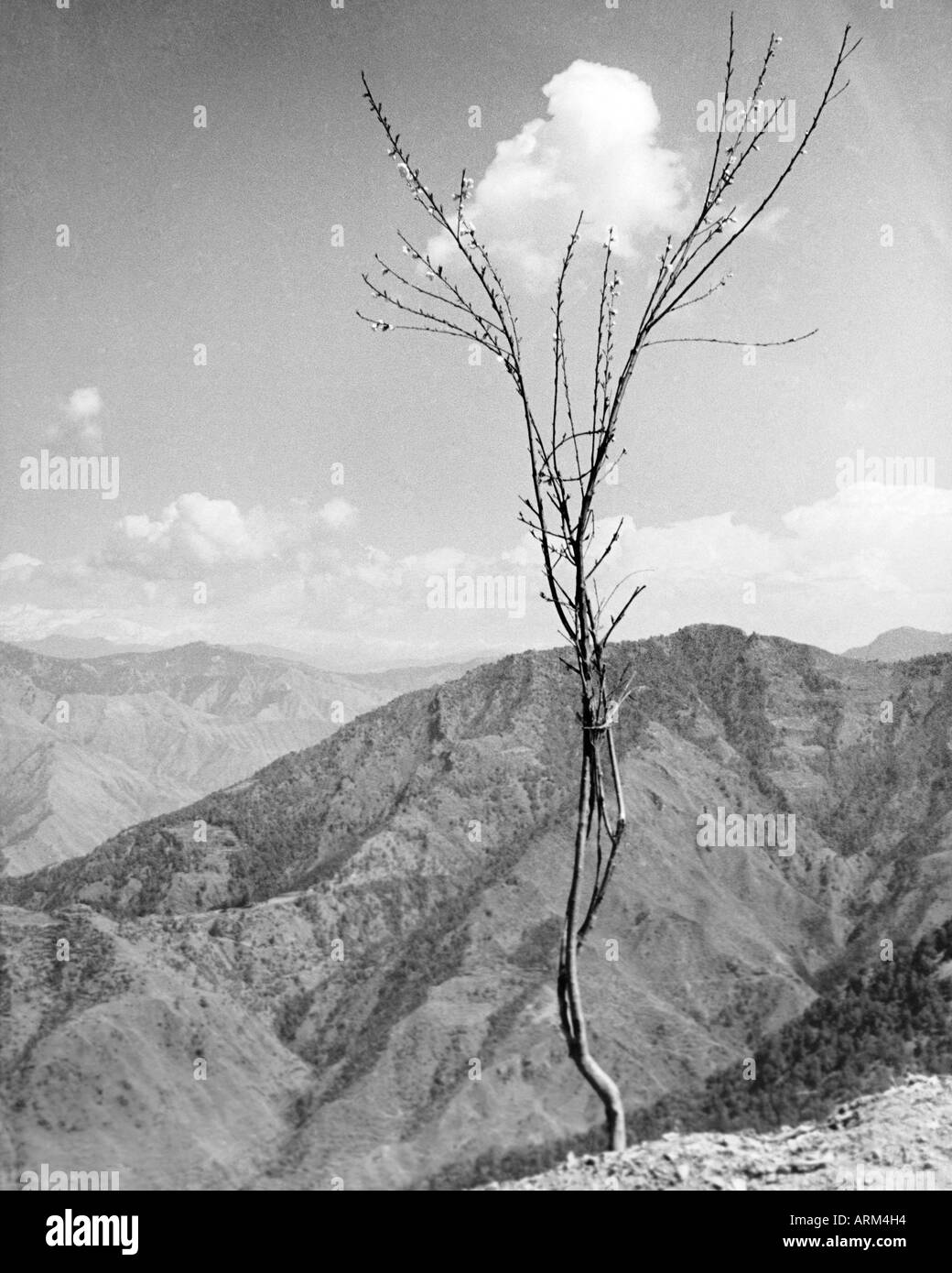 Zusammensetzung der VRB101344 Landschaft mit Bäumen und Wolken in Mussorie Uttar Pradesh, Indien der 1940er Jahre Stockfoto