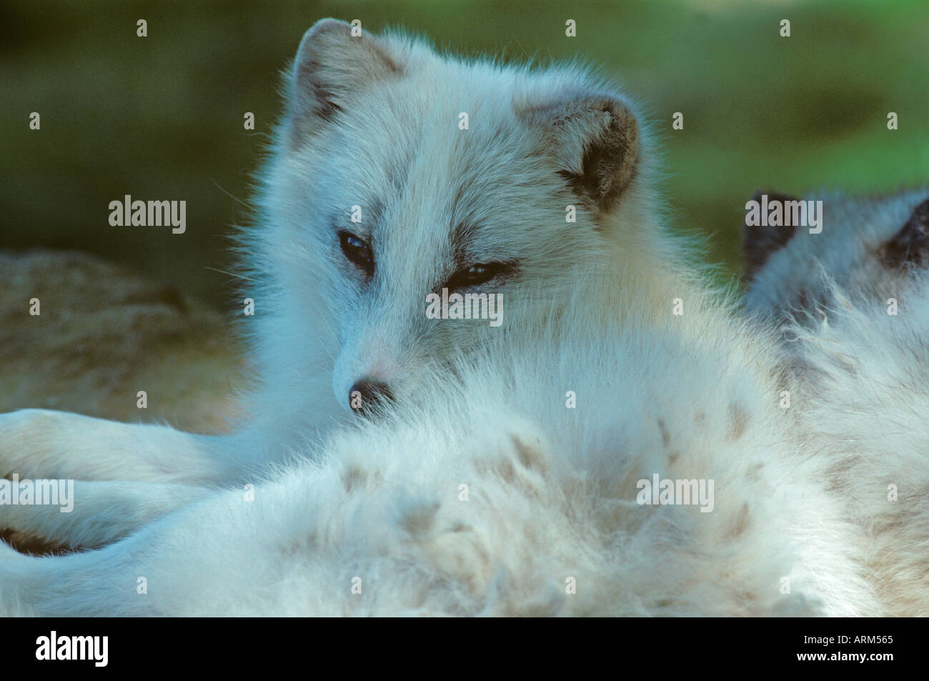 Polarfuchs Alopex lagopus im Winter Stockfoto