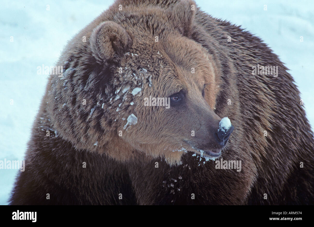 Braunbär Ursus Arctos im Winter Schnee Stockfoto