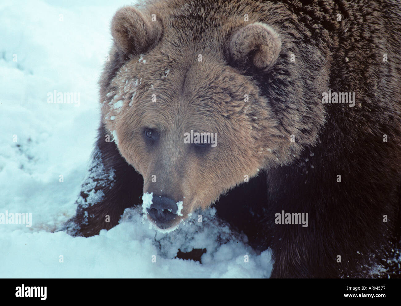 Braunbär Ursus Arctos im Winter Schnee Stockfoto