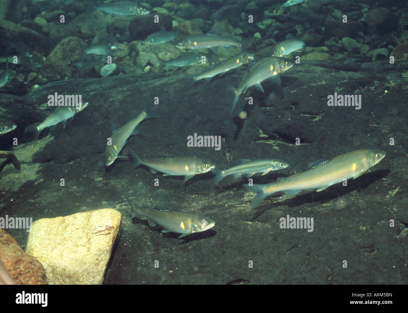 Ayu (Plecoglossus Altivelis Altivelis), Mie, Japan Stockfoto