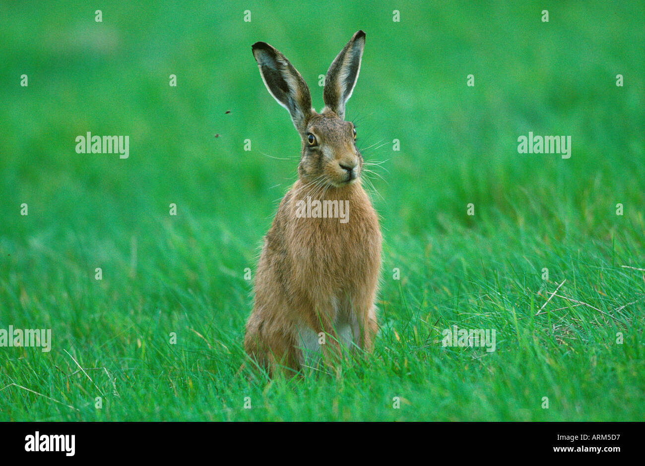 Brauner Hase Lepus Europeaesus Sommer Stockfoto