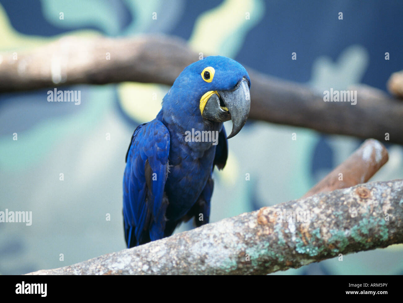 Papagei, Singapur Stockfoto