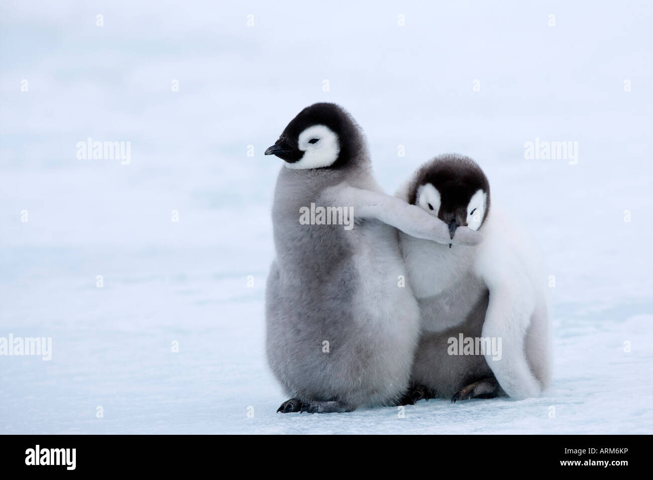 Kaiserpinguin-Küken (Aptenodytes Forsteri), Snow Hill Island, Weddellmeer, Antarktis, Polarregionen Stockfoto