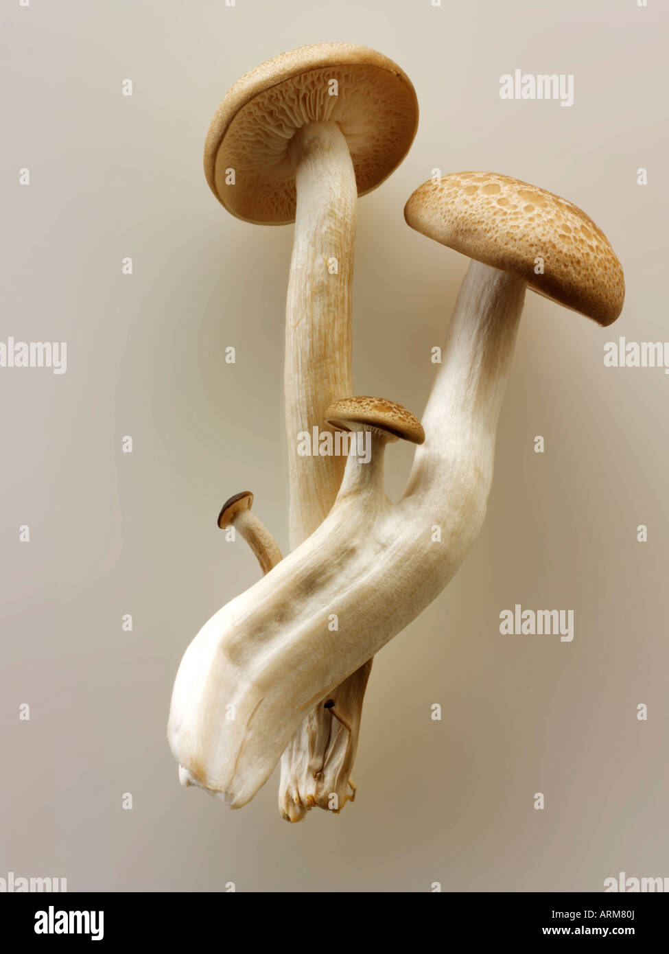 Rohe frische Hon Shimeji Pilze Stockfoto