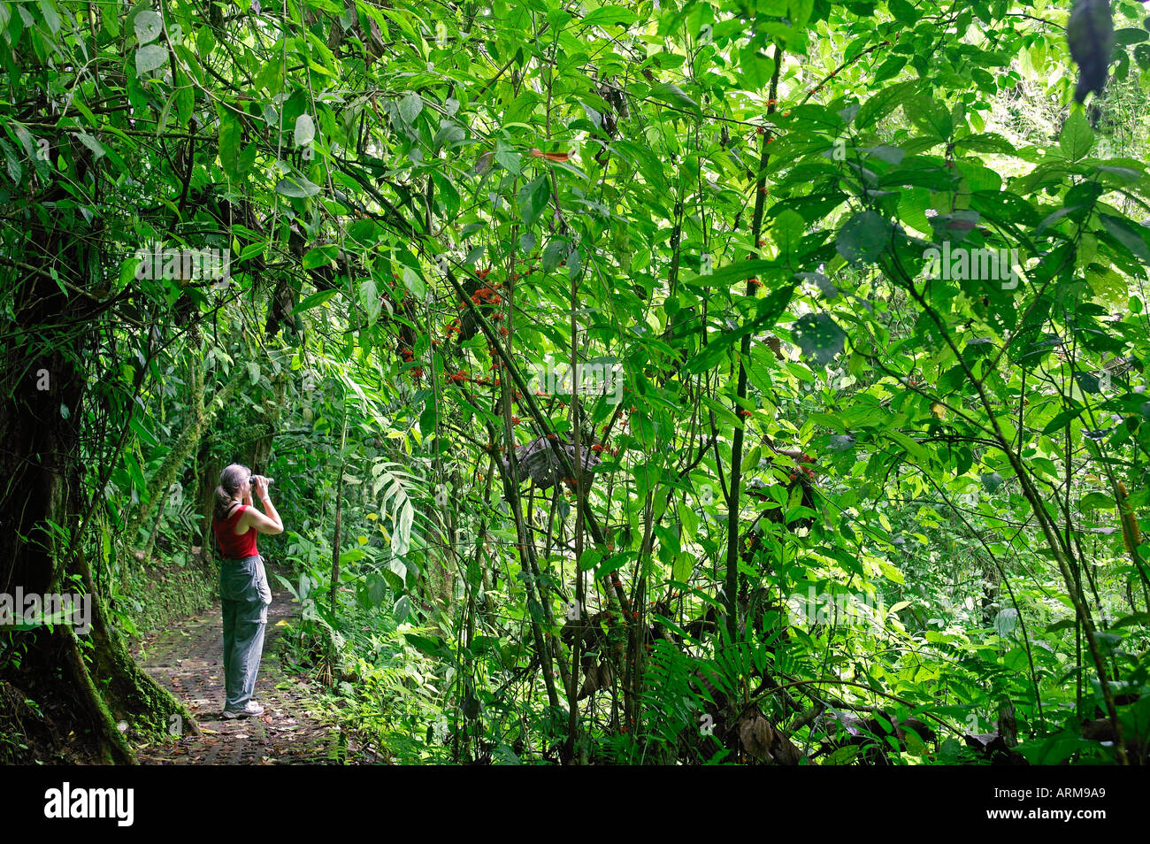 Ein Besucher auf den Arenal Hanging Bridges Trail Arenal Costa Rica Stockfoto