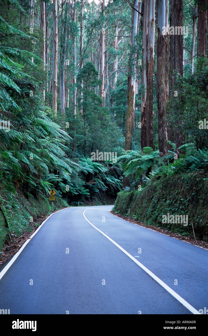 Straße und Ebereschen Wald, Victoria, Australien, Pazifik Stockfoto