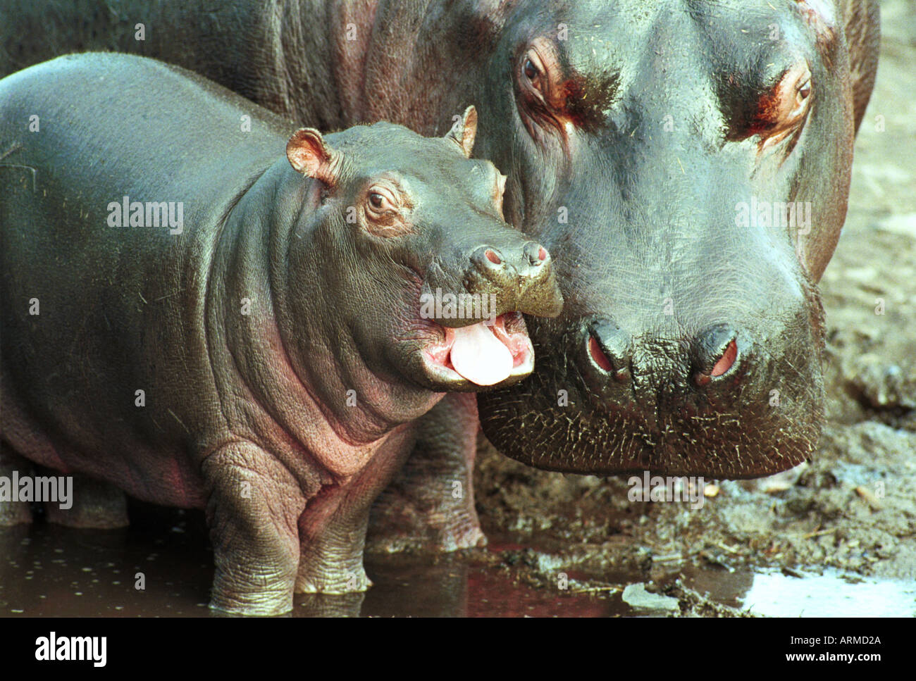 BABY HIPPO UND MUTTER PIC VON JOHN ROBERTSON Stockfoto
