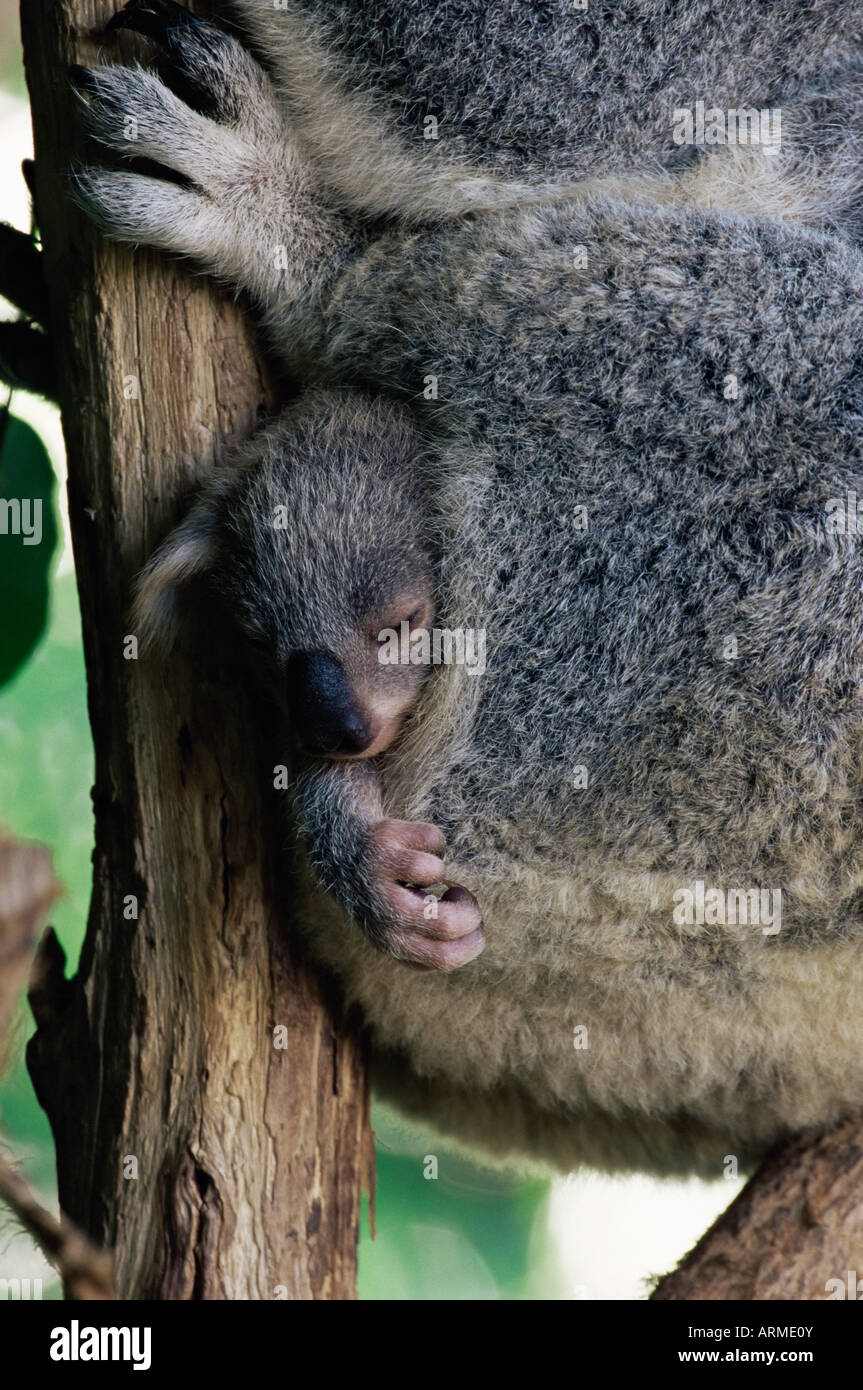 Baby Koala Bär (Phascolarctos Cinereus) in Beutel, Brisbane, Queensland, Australien, Pazifik Stockfoto
