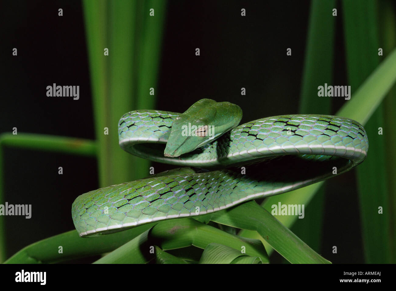 Lange Nase Rebe Schlange (Ahaetulla Prasina), in Gefangenschaft, aus Südostasien, Asien Stockfoto