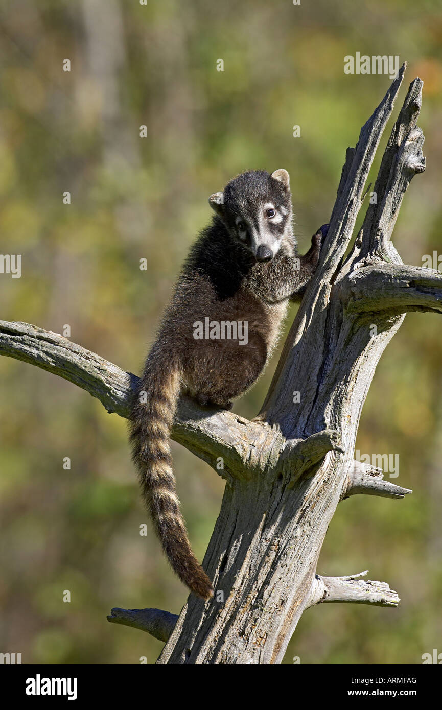 Captive Nasenbär (Nasua Narica), Minnesota Wild Verbindung, Sandstein, Minnesota, Vereinigte Staaten von Amerika, Nordamerika Stockfoto