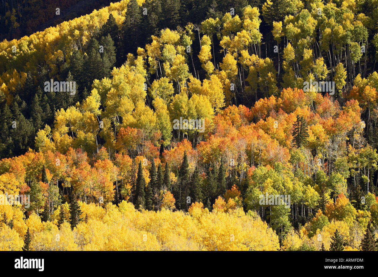 Herbst-Farbmuster mit Espen und Evergreens, in der Nähe von Ouray, Colorado, Vereinigte Staaten von Amerika, Nordamerika Stockfoto
