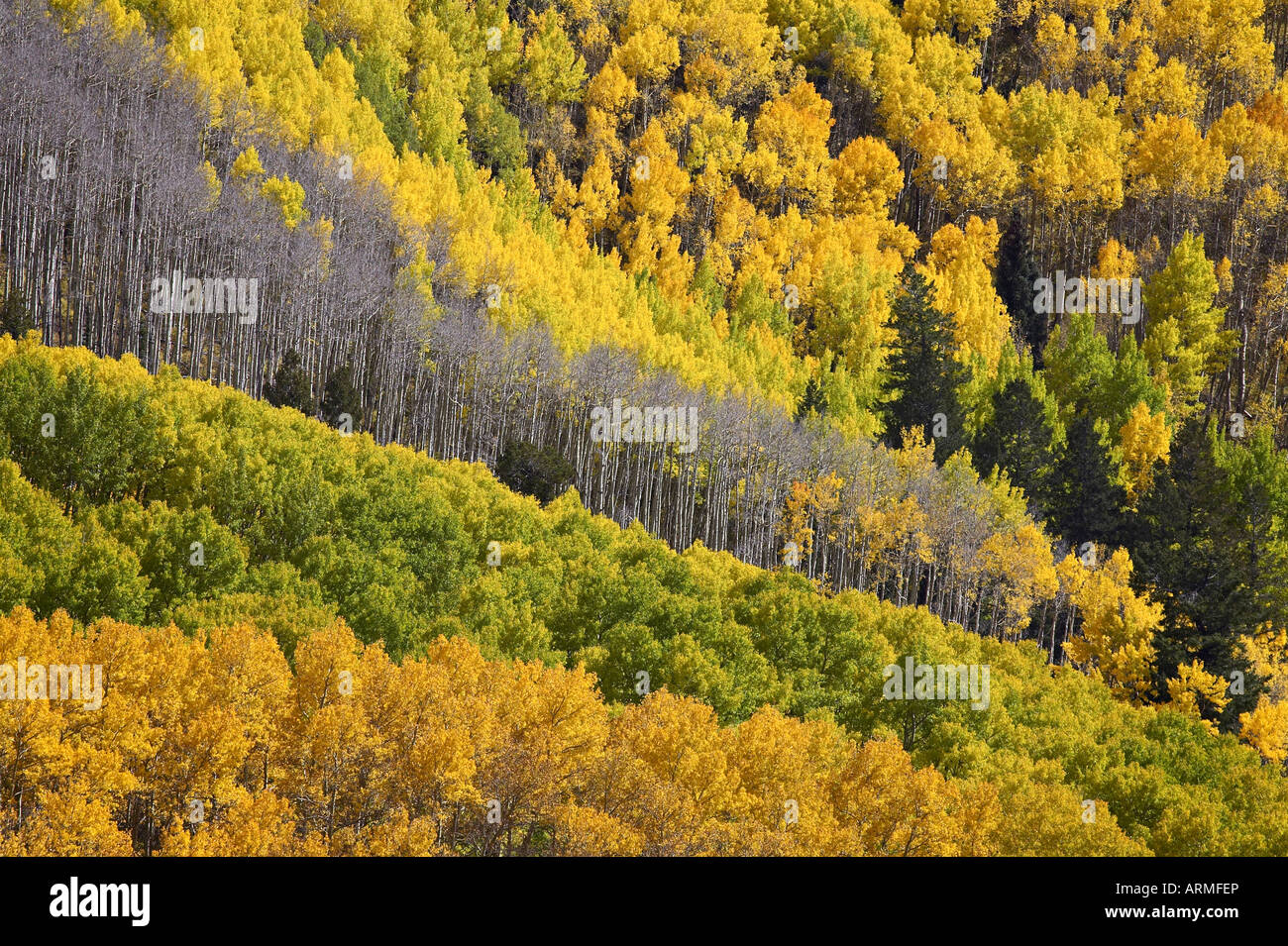 Herbstfarben von Espen mit Evergreens, in der Nähe von Ouray, Colorado, Uninted Staaten von Amerika, Nordamerika Stockfoto