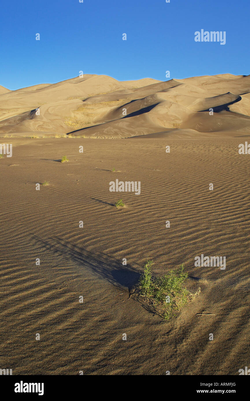 Sanddünen mit Gräsern und Grate im Vordergrund, Great Sand Dunes National Park, Colorado, USA, Nordamerika Stockfoto