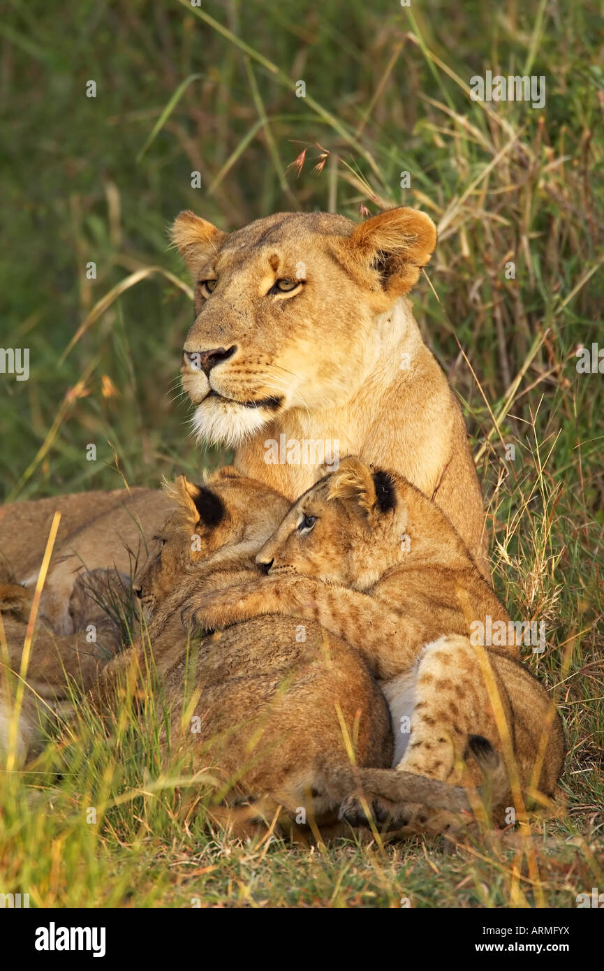 Löwin mit zwei jungen (Panthera Leo), Afrika, Ostafrika, Kenia, Masai Mara Wildreservat Stockfoto