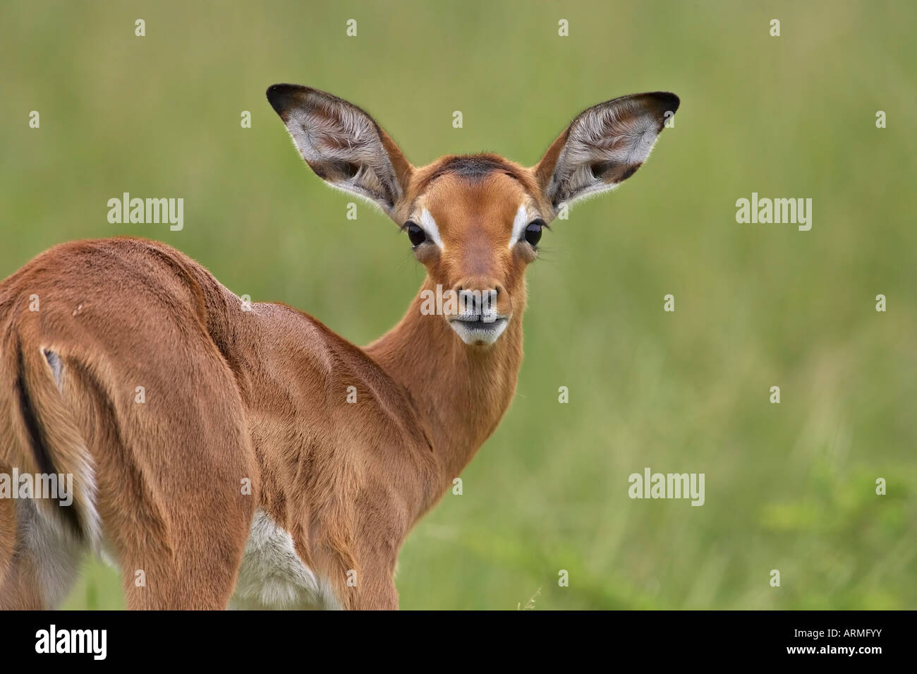 Junge Impala (Aepyceros Melampus) Blick auf die Kamera, Addo Elephant National Park, Südafrika, Afrika Stockfoto