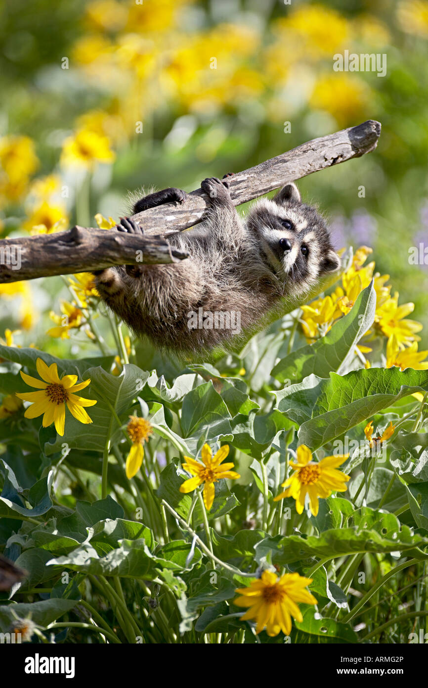Captive Baby Waschbär hängen an einem Zweig unter Arrowleaf Balsam Wurzel, Bozeman, Montana, USA Stockfoto
