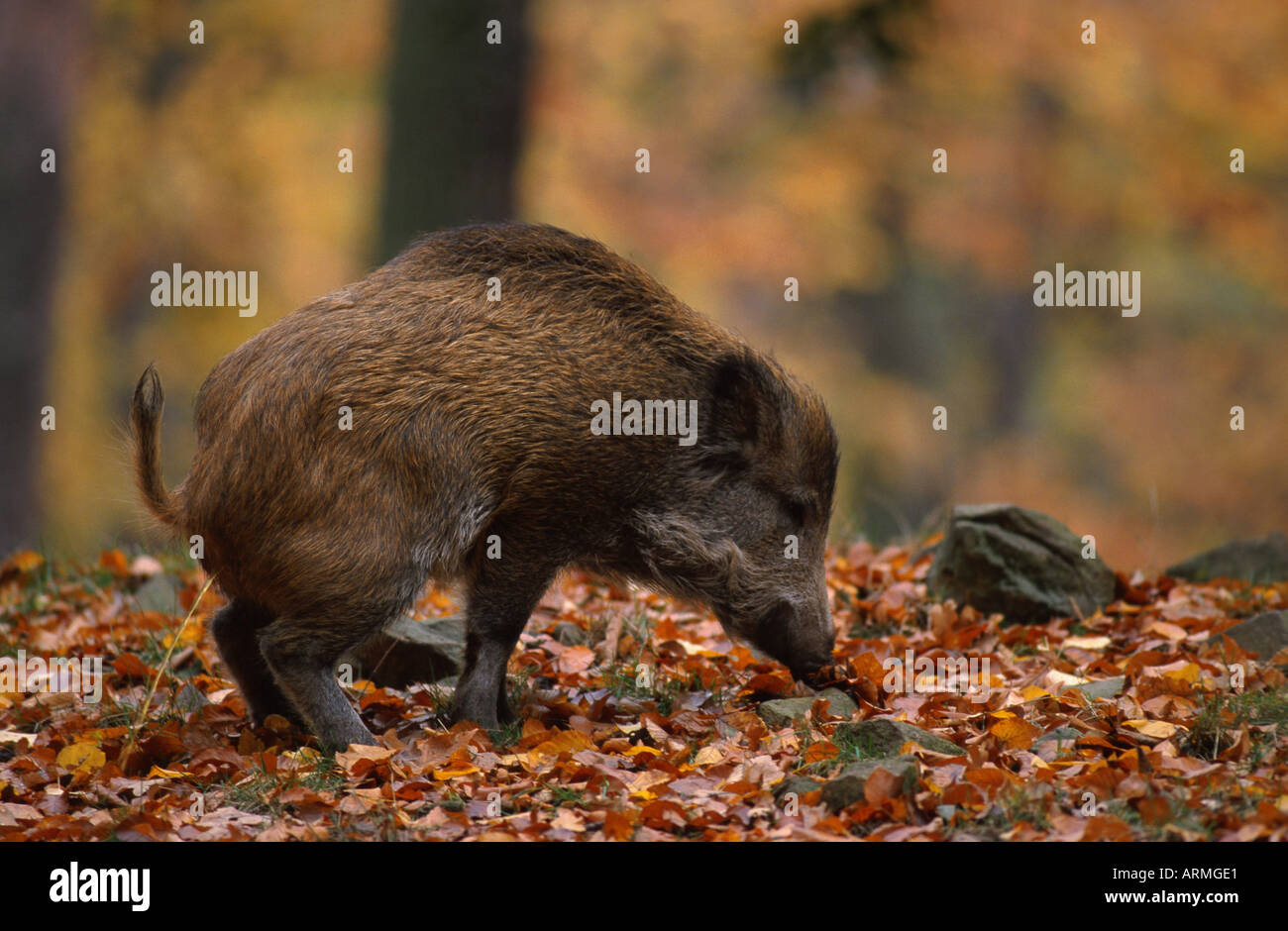 Wildschwein, Schwein (Sus Scrofa), säen mit Soats, Deutschland, Sachsen Stockfoto