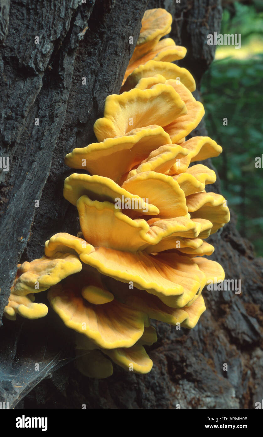 Huhn des Waldes (Laetiporus Sulphureus), Fruchtbildung Körper auf einem Stiel, Deutschland, Brandenburg Stockfoto