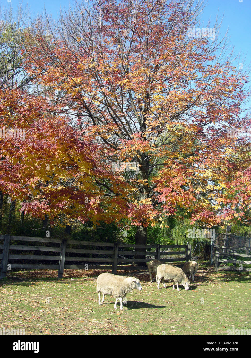 Inländische Schafe Lamm Stockfoto