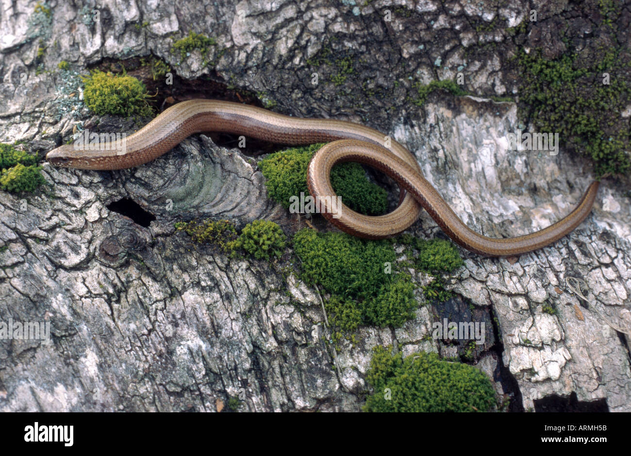 Europäische Blindschleiche (Blindworm), Blindschleiche (geschiedenen Fragilis) Stockfoto