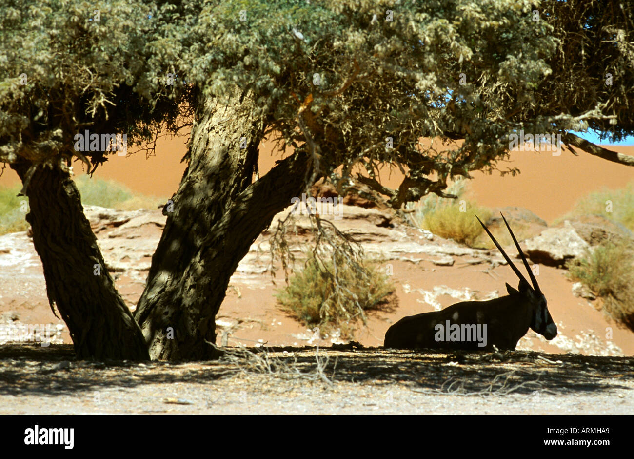 Gemsbock, Beisa (Oryx Gazella), ruht unter einem Baum (Camel Thorn), Namibia, Sossusvlei Stockfoto