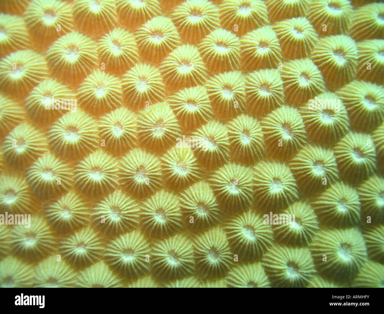 Korallen Unterwasser Tauchen Yap-Insel Stockfoto