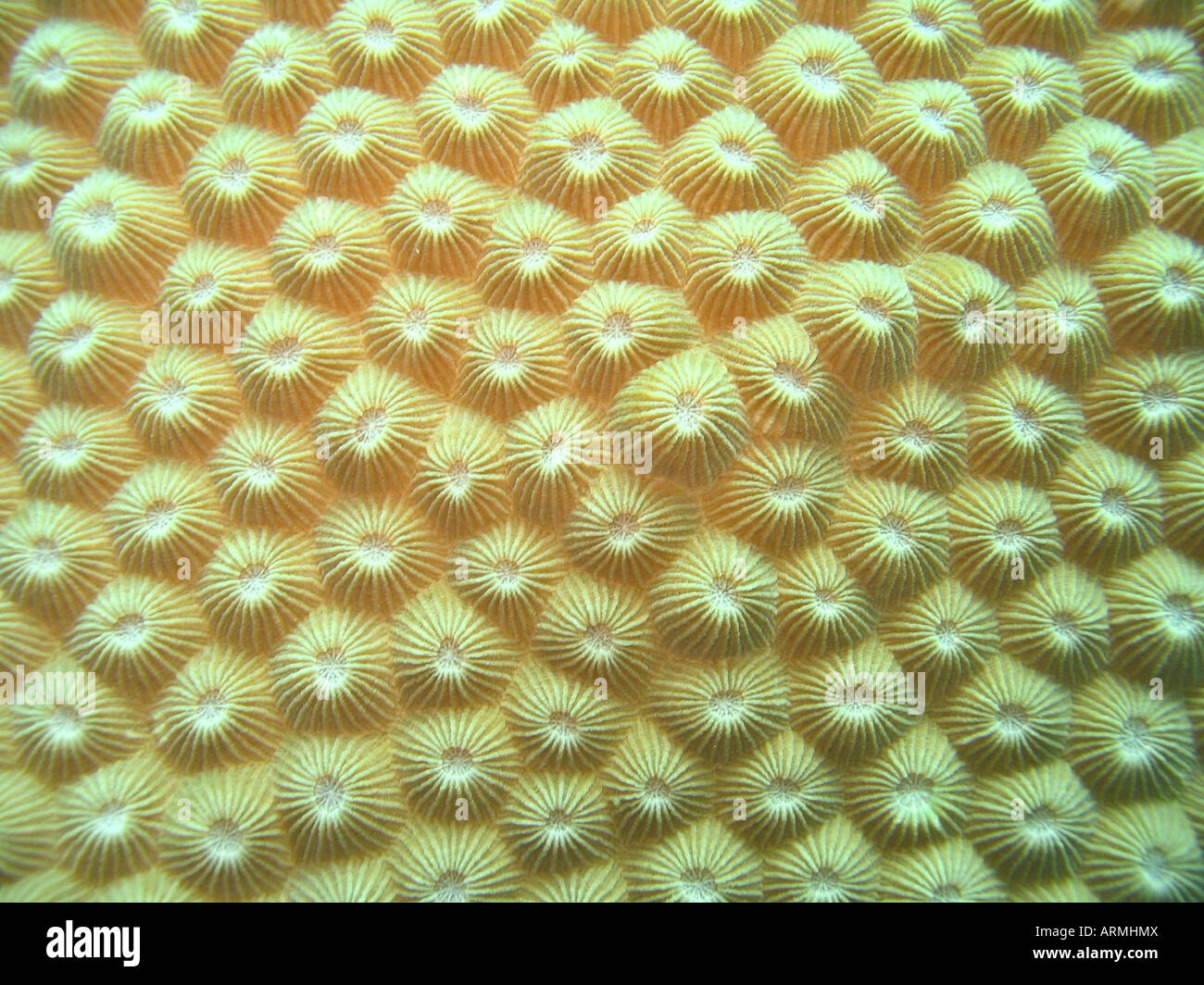 Korallen Unterwasser Tauchen Yap-Insel Stockfoto
