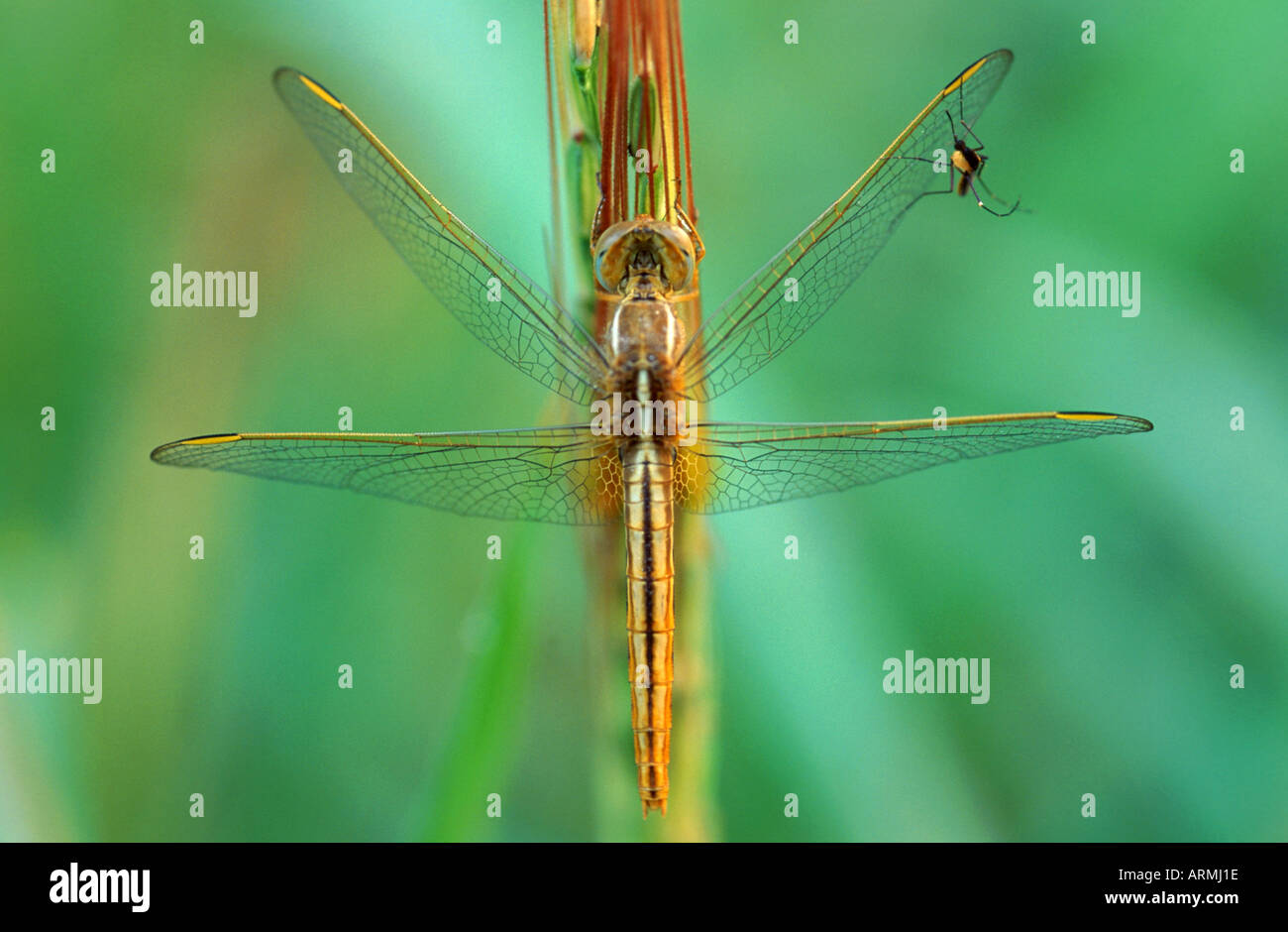 Libellen (Anisoptera), Libelle und Moskito, Indien, Bharatpur Stockfoto