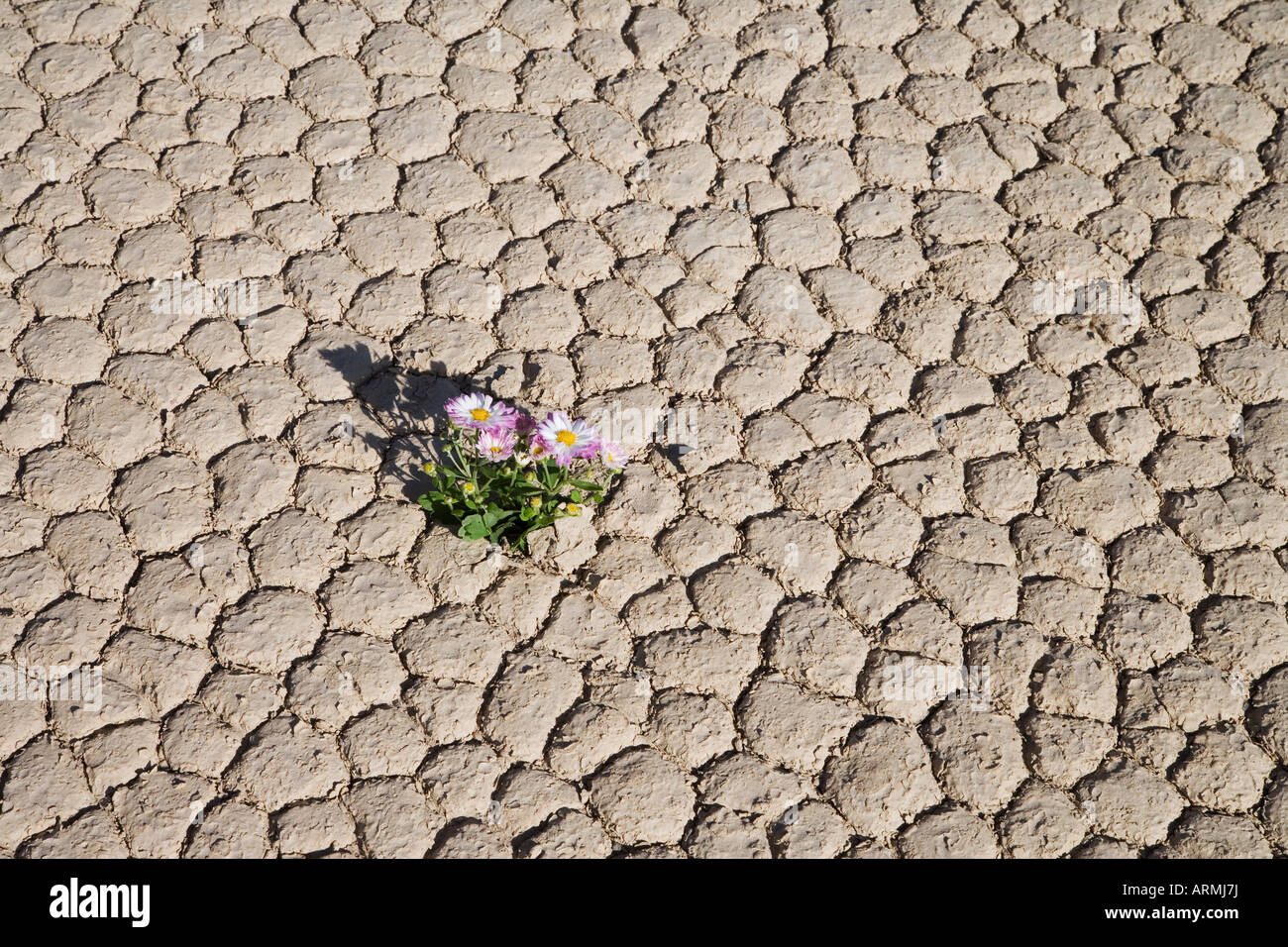 Rennstrecke Punkt, Death Valley Nationalpark, Kalifornien, Vereinigte Staaten von Amerika, Nordamerika Stockfoto