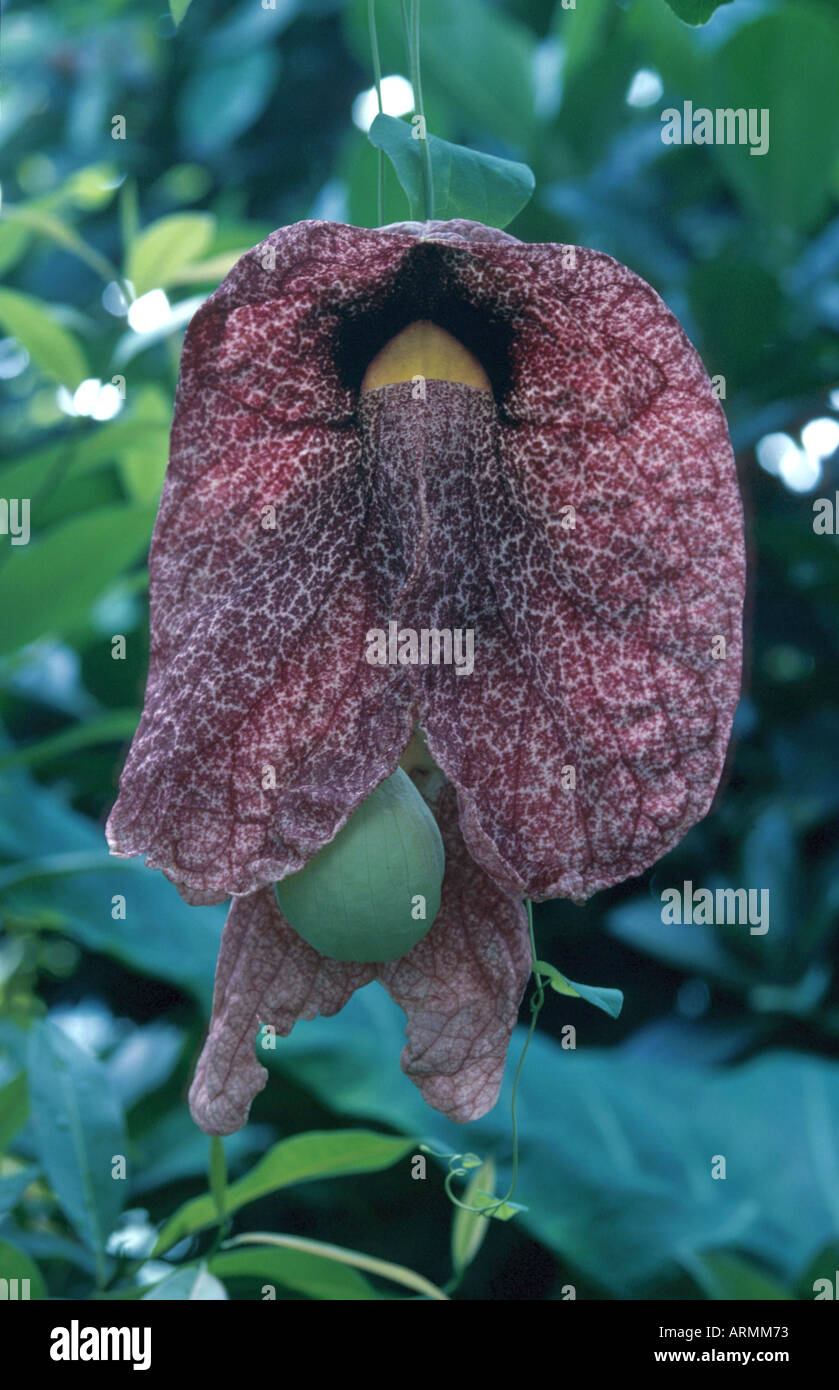 Birthwort (Aristolochia Gigantea), Blüte Stockfoto