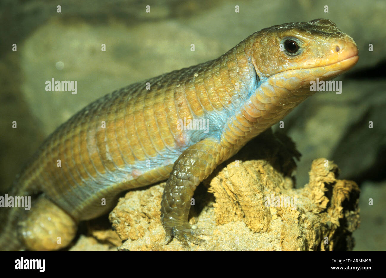 Tawny Eidechse, Sudan versilbert Eidechse (Gerrhosaurus großen) Stockfoto