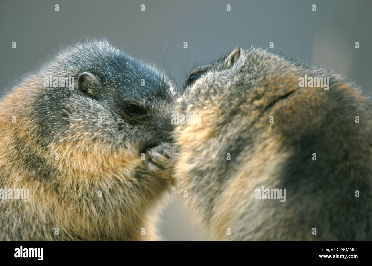Alpen-Murmeltier (Marmota Marmota), Youngs kämpfen für Essen, Österreich Stockfoto