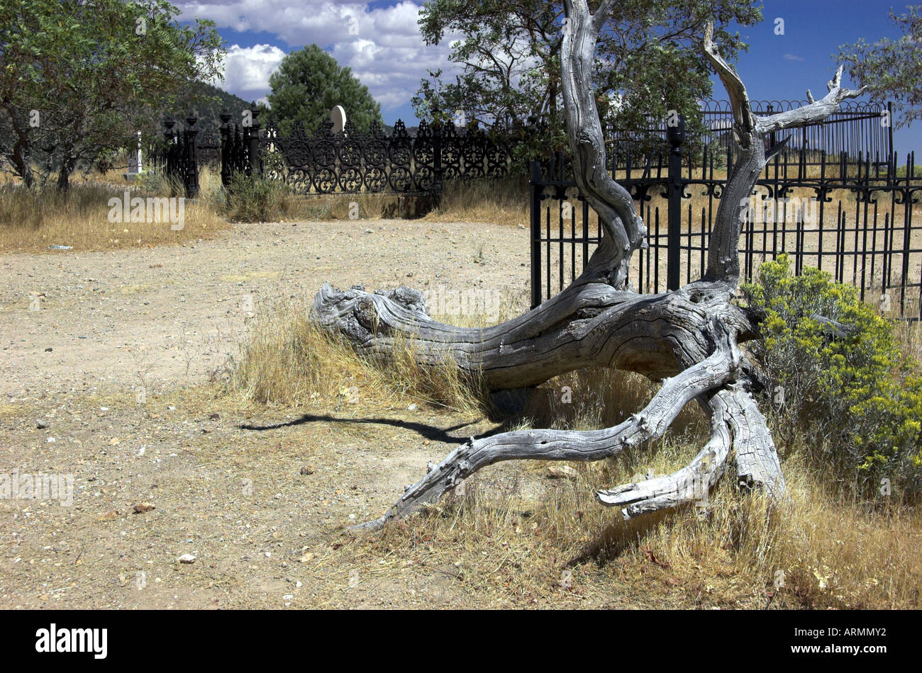 Toter Baum auf dem Friedhof des berühmten Goldgräberstadt Virginia City Nevada USA Stockfoto