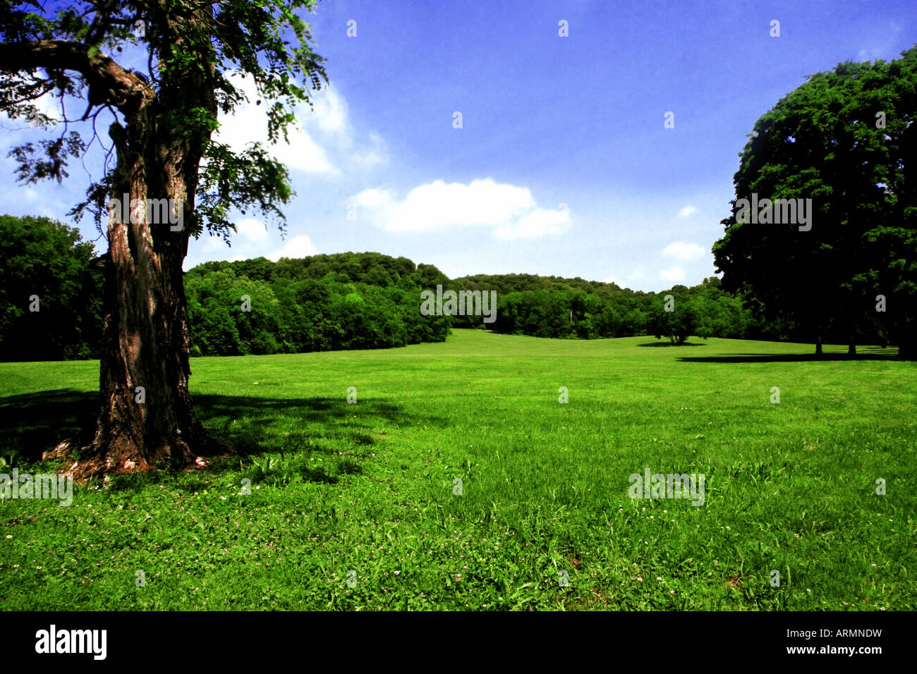 Park mit grünem Rasen, blauer Himmel und großen Bäumen Stockfoto