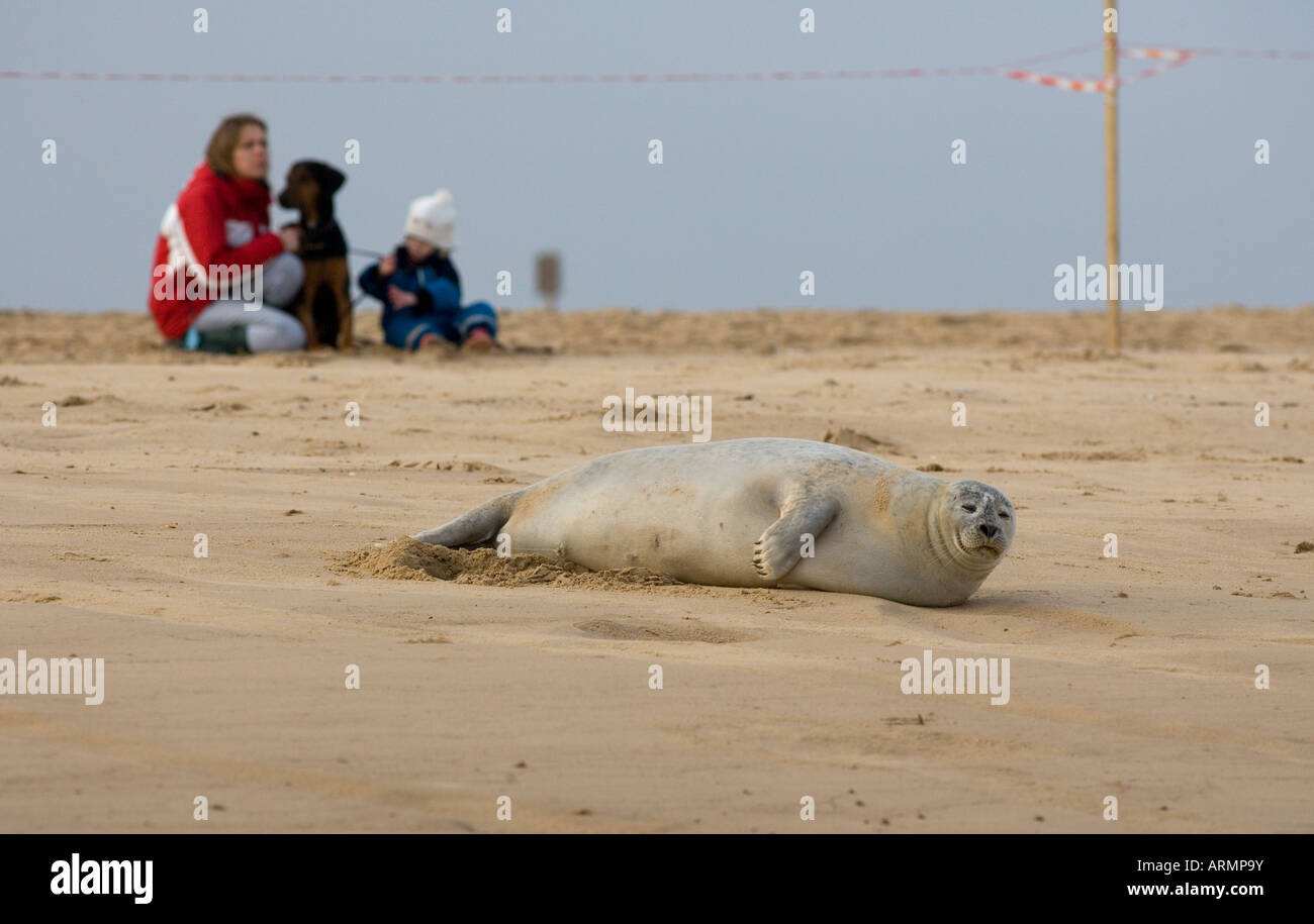 Gerade gemeinsame Dichtung Norfolk UK Stockfoto