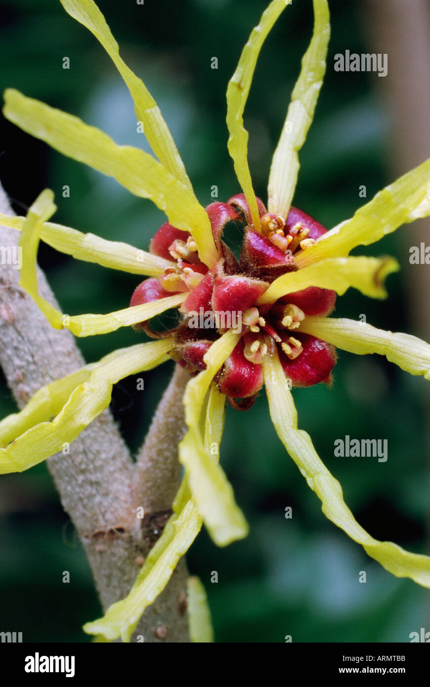 Die duftende Winter-Blume der Zaubernuss (Hamamelis). Es hat Heilwirkung. Stockfoto