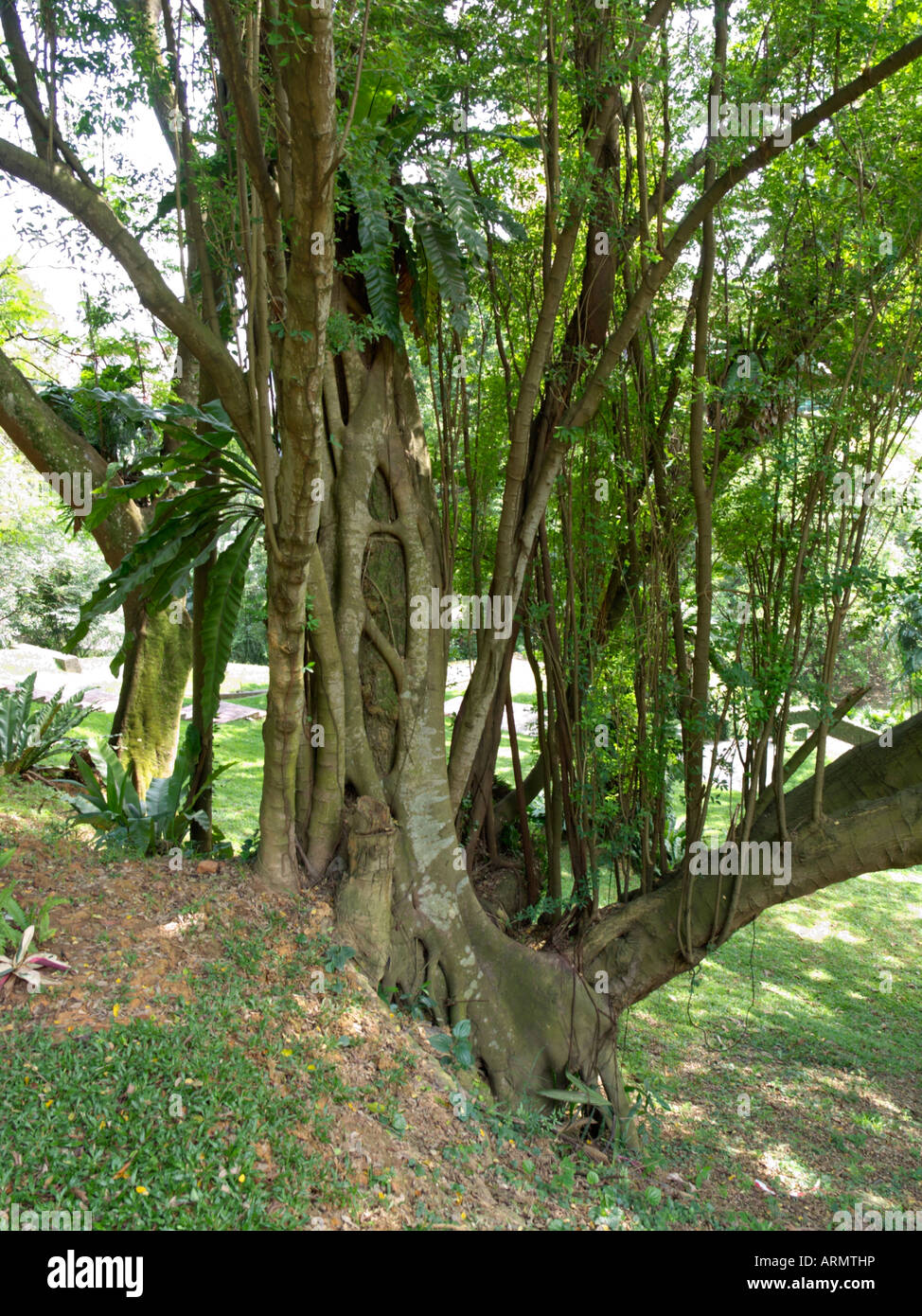Feigenbaum (Ficus) Stockfoto