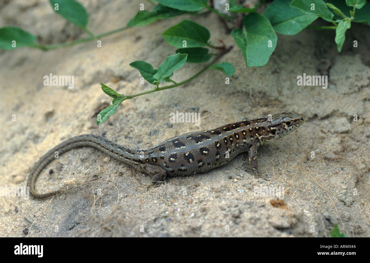 Zauneidechse (Lacerta Agilis) Stockfoto