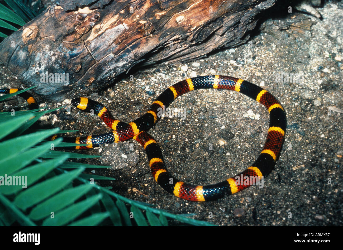 Harlekin-Korallenschlange, östlichen Korallenschlange (Micrurus Fulvius), Warnung Färbung Stockfoto