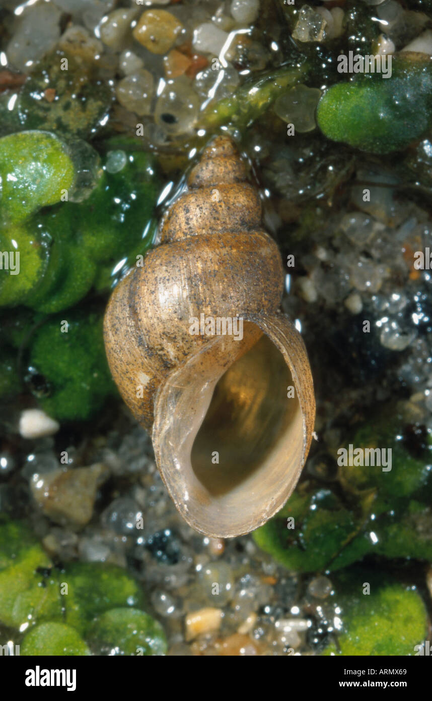 Zwergschlamm schnecke galba Fotos und Bildmaterial in hoher Auflösung