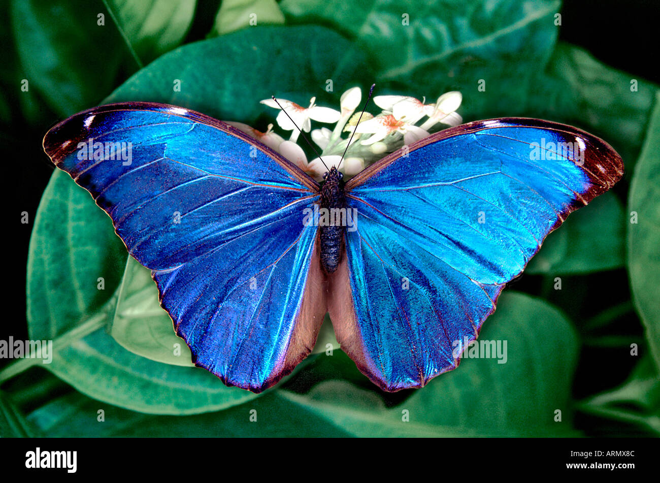 (Morpho Menelaus). Stockfoto