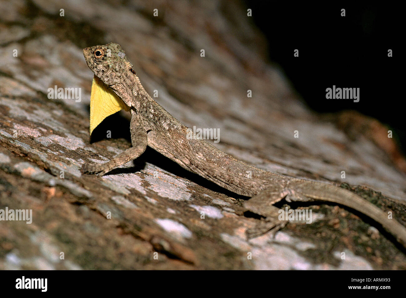 fliegende Drachen, fliegende Echsen (Draco Spec.). Stockfoto