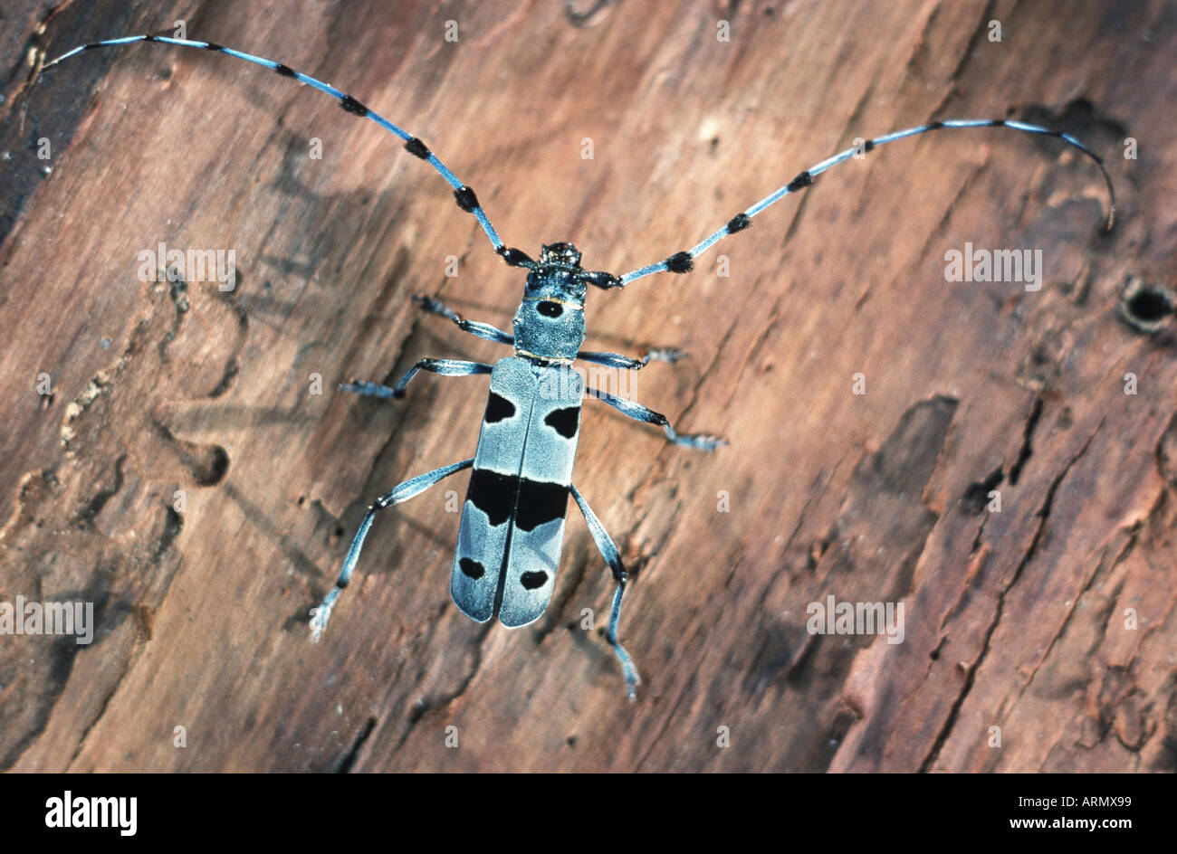 Rosalia Alpenbocks (Rosalia Alpina), imago Stockfoto