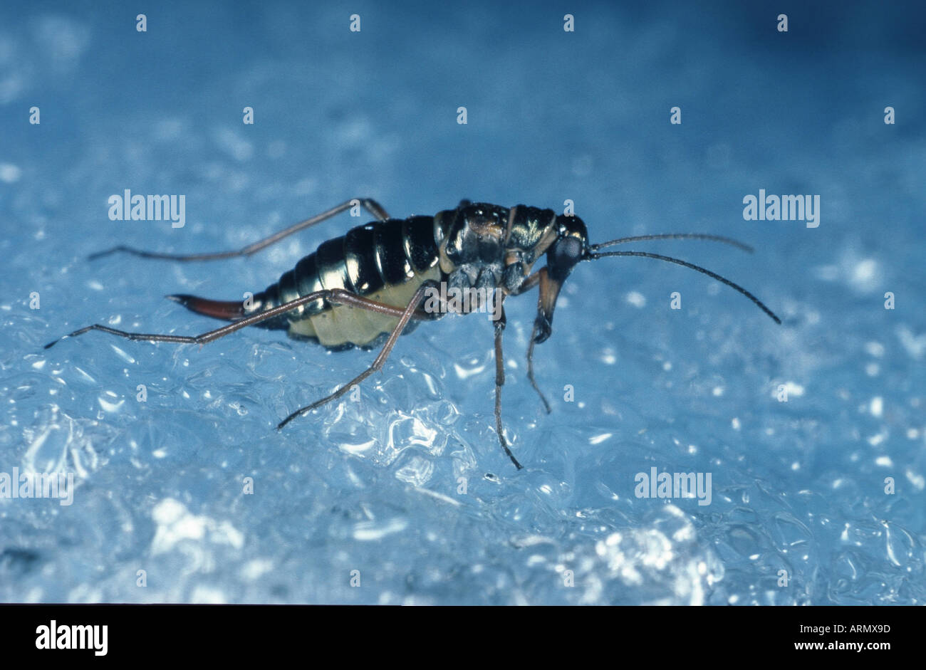 Winter Scorpion Fly (Boreus Hyemalis) auf Schnee Stockfoto
