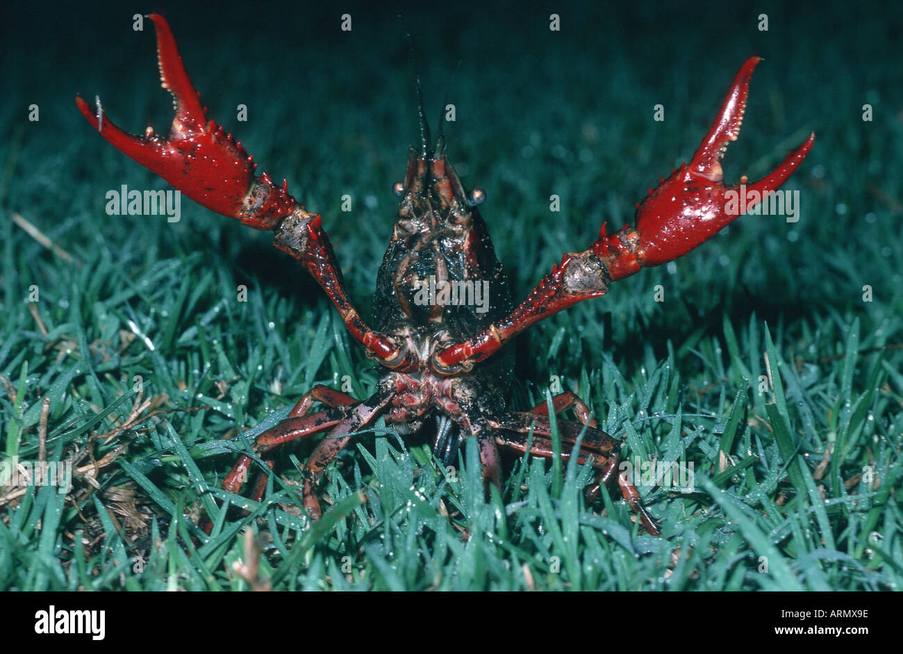Spinycheek Krebse, amerikanischer Flusskrebs, amerikanische Flusskrebse, gestreifte Flusskrebs (Orconectes Limosus, Cambarus Affinis), ver- Stockfoto